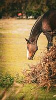 Chestnut Beauty Closeup of a Stunning Horse photo