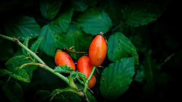 Macro Shot of Ripe Rose Hips in Nature photo