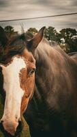 castaña belleza de cerca de un maravilloso caballo foto