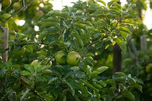 Green apples on tree branch photo