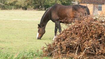 Chestnut Beauty Closeup of a Stunning Horse photo