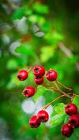 Macro Closeup of Ripe Hawthorn Berries in Autumn photo