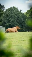 Rural Meadow Grazing Brown Cattle in Green Pasture photo