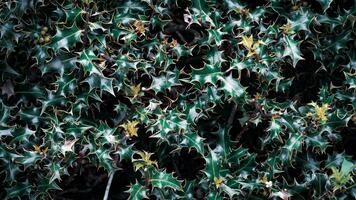 Tropical Jungle Abstract Top View Foliage photo