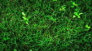 Texture background of green grass photo