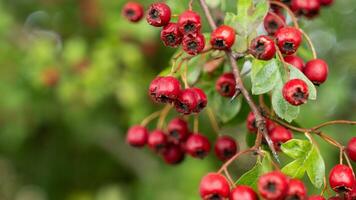 Macro Closeup of Ripe Hawthorn Berries in Autumn photo