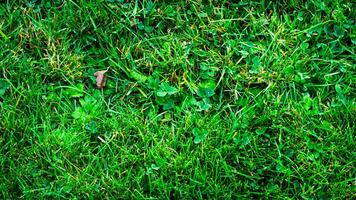 Texture background of green grass photo