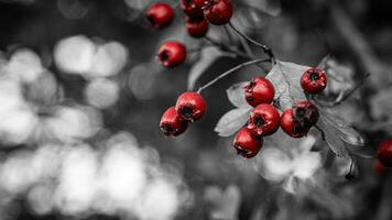 Macro Closeup of Ripe Hawthorn Berries in Autumn photo