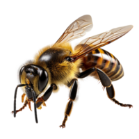 Honey bee isolated on transparent background, created with generative AI png