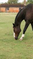 Chestnut Beauty Closeup of a Stunning Horse photo