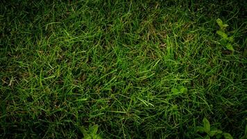 Texture background of green grass photo