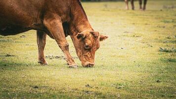 Rural Meadow Grazing Brown Cattle in Green Pasture photo