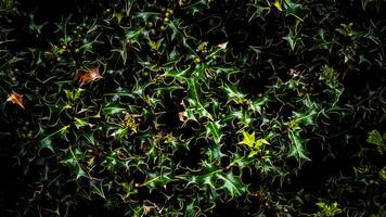 Tropical Jungle Abstract Top View Foliage photo