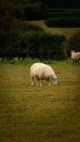 Flock of Woolly Sheep on a Countryside Farm photo