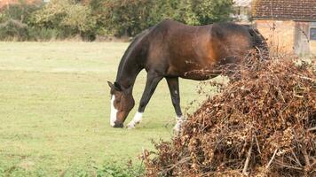 Chestnut Beauty Closeup of a Stunning Horse photo