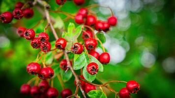 Macro Closeup of Ripe Hawthorn Berries in Autumn photo