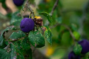 púrpura azul ciruelas en árbol rama foto