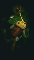 Detailed Macro Shot of European Oak Leaf and Acorn photo