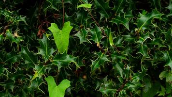 Tropical Jungle Abstract Top View Foliage photo