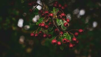 Macro Closeup of Ripe Hawthorn Berries in Autumn photo