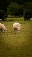 Flock of Woolly Sheep on a Countryside Farm photo