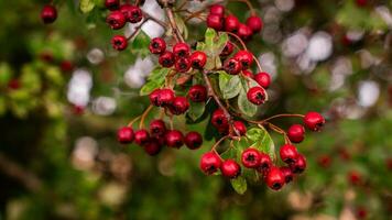 Macro Closeup of Ripe Hawthorn Berries in Autumn photo