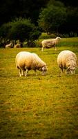 Flock of Woolly Sheep on a Countryside Farm photo