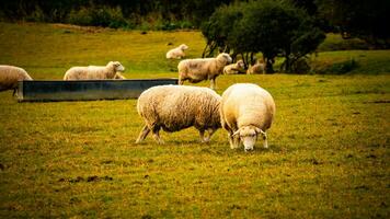 rebaño de lanoso oveja en un campo granja foto