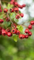 Macro Closeup of Ripe Hawthorn Berries in Autumn photo