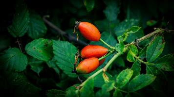 Macro Shot of Ripe Rose Hips in Nature photo