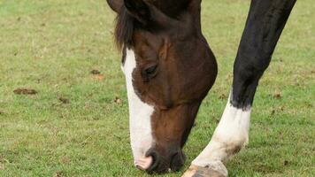 Chestnut Beauty Closeup of a Stunning Horse photo