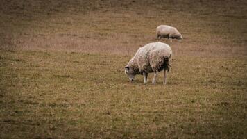 Flock of Woolly Sheep on a Countryside Farm photo