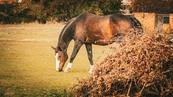 castaña belleza de cerca de un maravilloso caballo foto