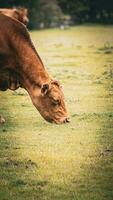 Rural Meadow Grazing Brown Cattle in Green Pasture photo