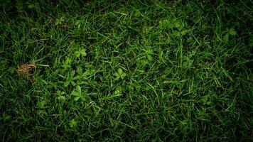 Texture background of green grass photo