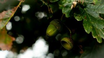 Detailed Macro Shot of European Oak Leaf and Acorn photo