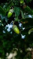 Detailed Macro Shot of European Oak Leaf and Acorn photo