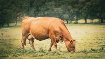 rural prado pasto marrón vacas en verde pasto foto
