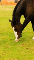 castaña belleza de cerca de un maravilloso caballo foto