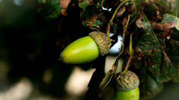 Detailed Macro Shot of European Oak Leaf and Acorn photo