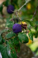Purple Blue plums on tree branch photo