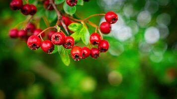 Macro Closeup of Ripe Hawthorn Berries in Autumn photo