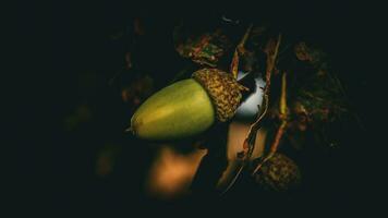 Detailed Macro Shot of European Oak Leaf and Acorn photo