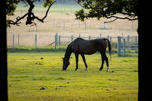 Horses in field at sunset sunrise photo