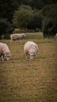 rebaño de lanoso oveja en un campo granja foto
