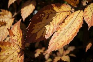 Captivating Close Up Vibrant Autumn Leaves in Full Glory. AI Generated. photo