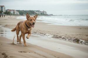 juguetón perro en el playa un playa aventura. ai generado. foto