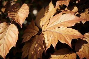 cautivador colores de otoño un cerca arriba ver de vibrante hojas. ai generado. foto