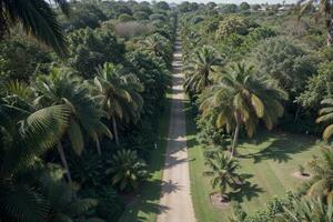 Aerial View of Lush Palm Forest in Nature s Embrace. AI Generated. photo