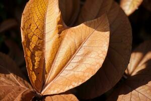 naturaleza s obra maestra un macro ver de un otoño hoja s belleza. ai generado. foto